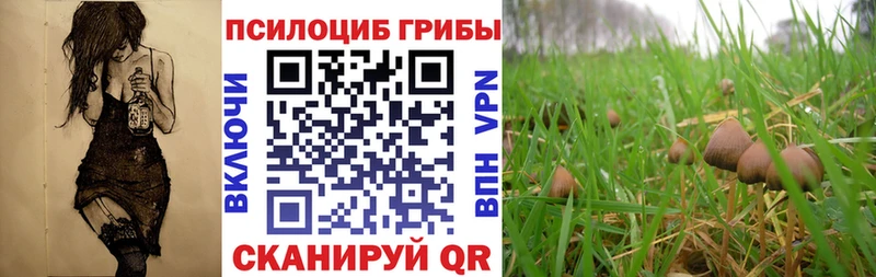 Купить где  Верея  Псилоцибиновые грибы мицелий 
